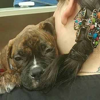Dog sleeping on a vet's shoulder