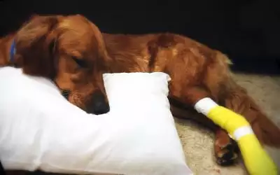 Dog relaxing on the pillow after having animal emergency care