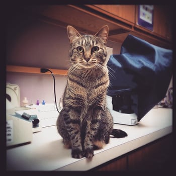 Cat sitting on the counter at our animal hospital