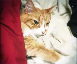 Cat recovering in a pet bed after emergency care