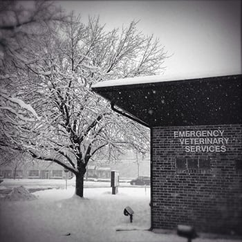 Our animal hospital with snow outside