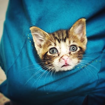 Kitten in the veterinarian's lab coat pocket