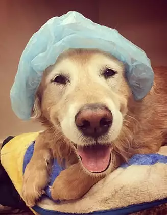 Dog relaxing after treatment from the emergency vet