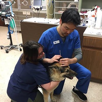 Veterinarian cleaning a dog's ears