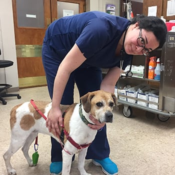 Veterinarian standing with a dog