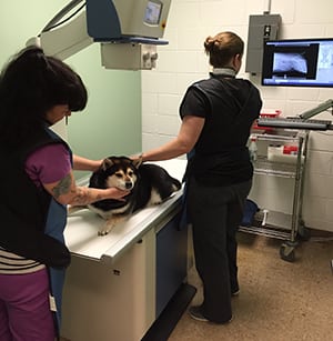 Veterinarians performing a dog ultrasound