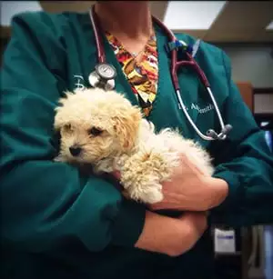 Small dog being held by emergency vet