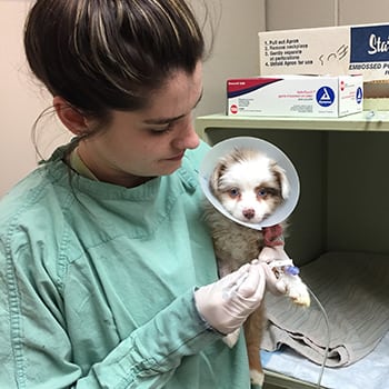 puppy in a neck cone being held by veterinarian at emergency animal hospital