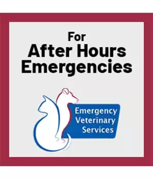 for after hours pet emergencies, call Emergency Vet Services of Lisle