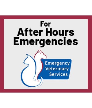 for after hours pet emergencies, call Emergency Vet Services of Lisle