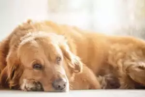 Dog laying on the floor.