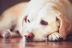 Dog laying on the floor with a concerned look. If your dog is vomiting, it's important to know the signs of a dog vomiting emergency.