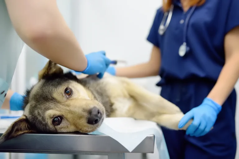 Dog laying on a metal table, emergency vet employees are holding it and preparing the dog for an injection.